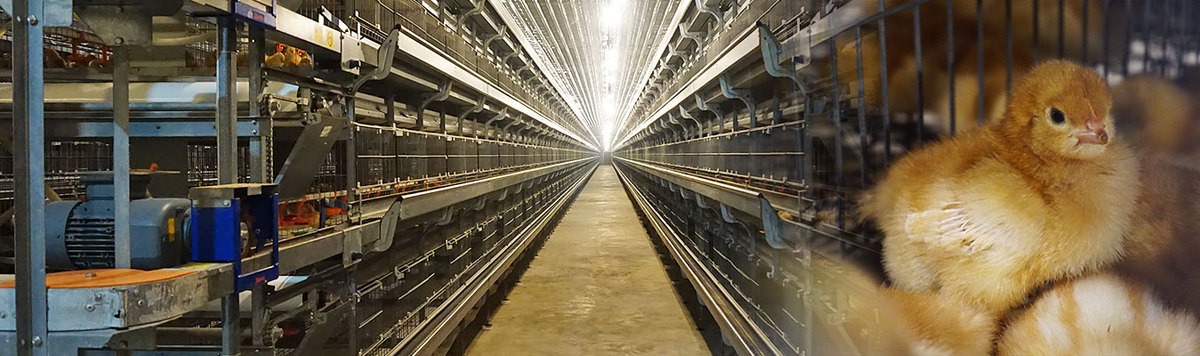 Chicken Integration - United for Success